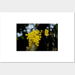 Golden Wattle Abundance Posters and Art